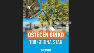 Oštećeno drvo ginko